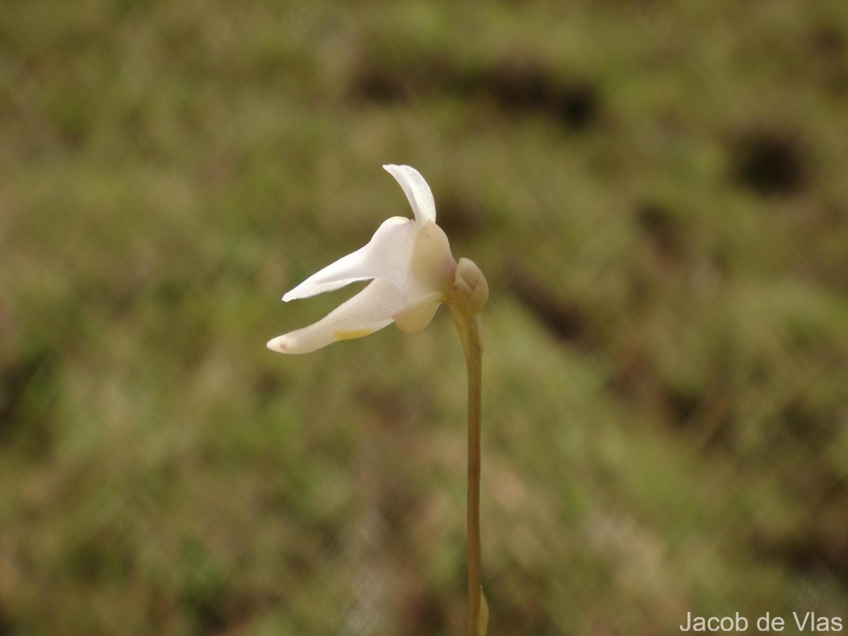 Utricularia caerulea L.